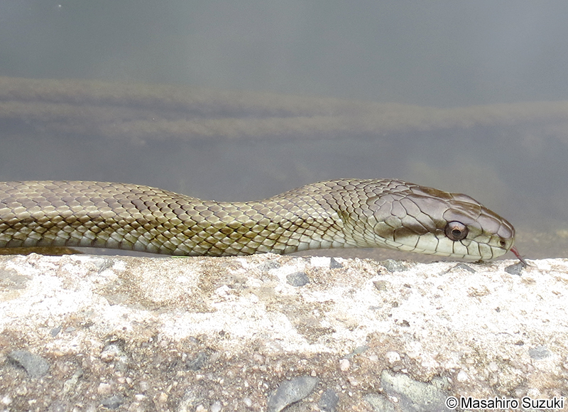 アオダイショウ Elaphe climacophora