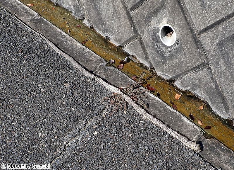 アオダイショウの抜け殻