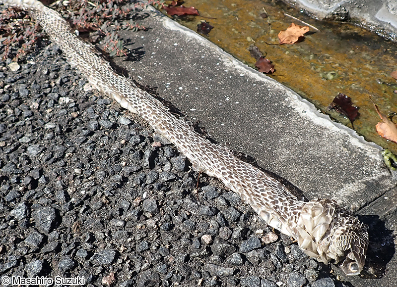 アオダイショウの抜け殻