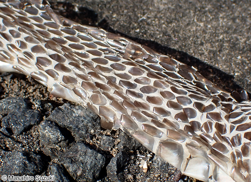 アオダイショウの抜け殻