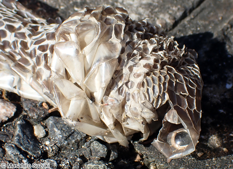 アオダイショウの抜け殻