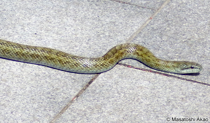 アオダイショウ Elaphe climacophora