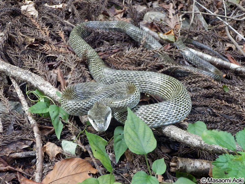 アオダイショウ Elaphe climacophora