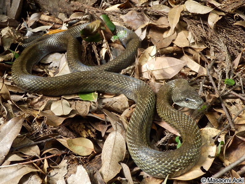 アオダイショウ Elaphe climacophora