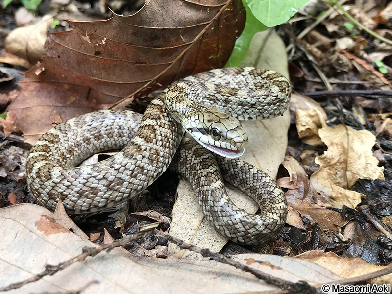 アオダイショウ Elaphe climacophora