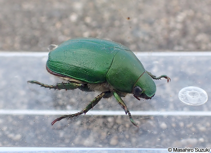 アオドウガネ Anomala albopilosa