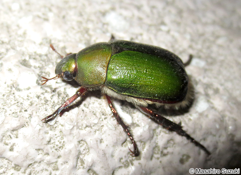 アオドウガネ Anomala albopilosa