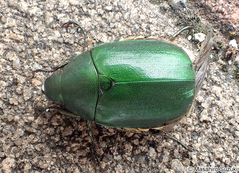 アオドウガネ Anomala albopilosa