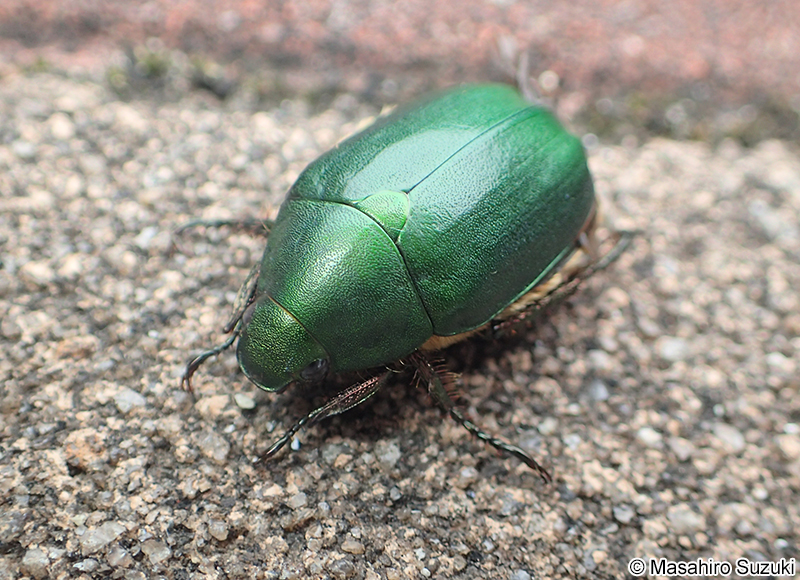 アオドウガネ Anomala albopilosa