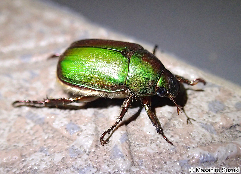 アオドウガネ Anomala albopilosa