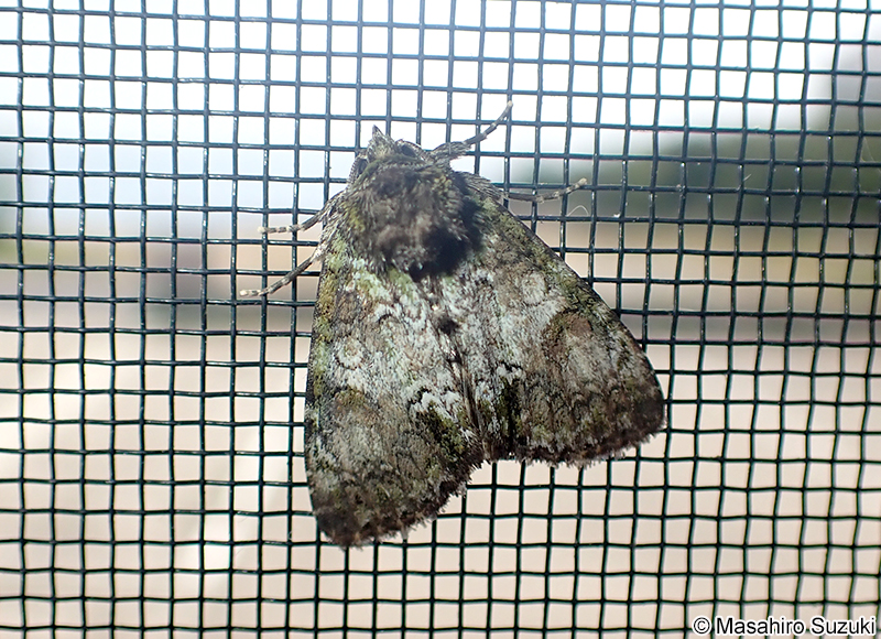 アオフシラクモヨトウ Antapamea conciliata