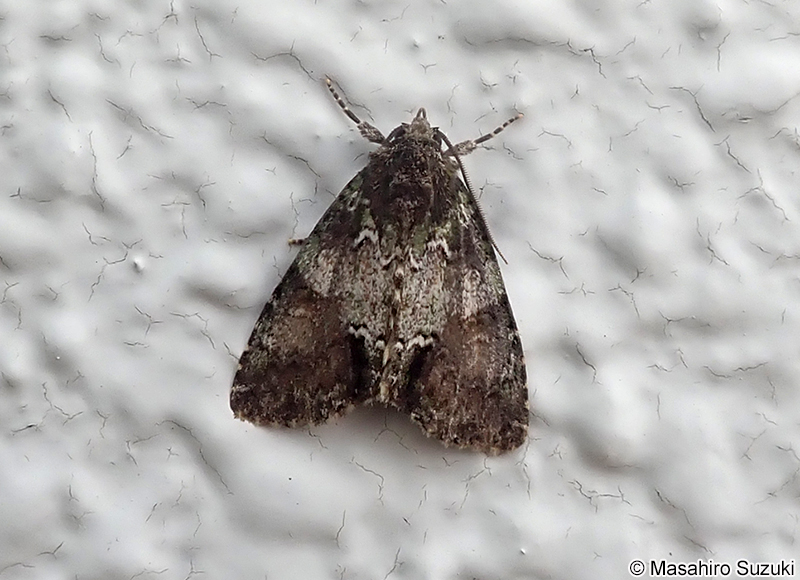 アオフシラクモヨトウ Antapamea conciliata