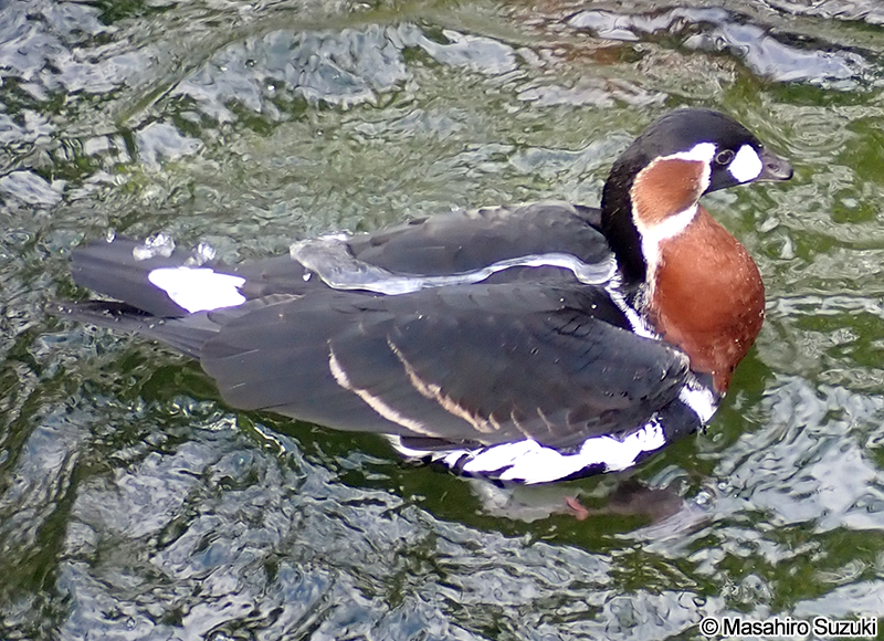 アオガン Branta ruficollis