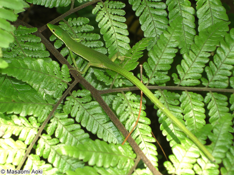 アオカナヘビ Takydromus smaragdinus