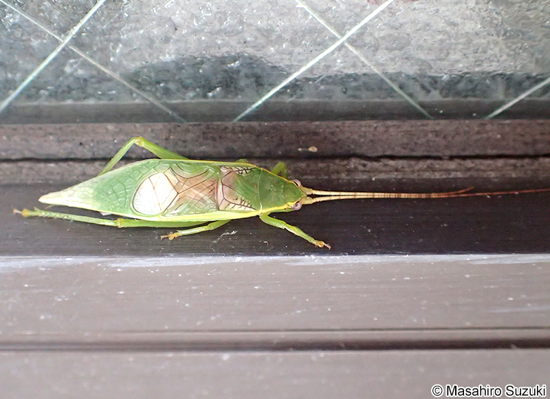 アオマツムシ Truljalia hibinonis