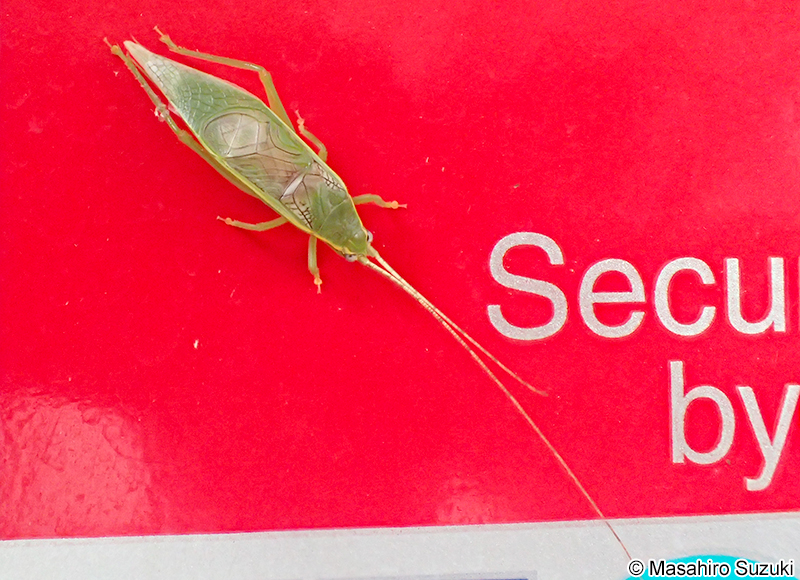 アオマツムシ Truljalia hibinonis