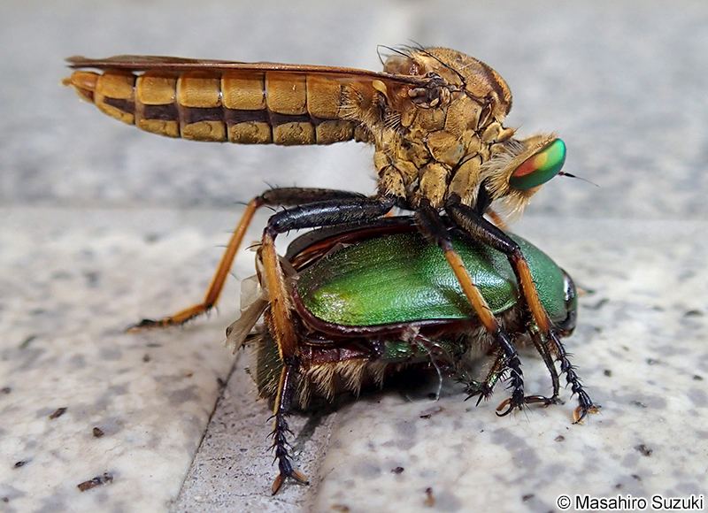 アオメアブ Cophinopoda chinensis