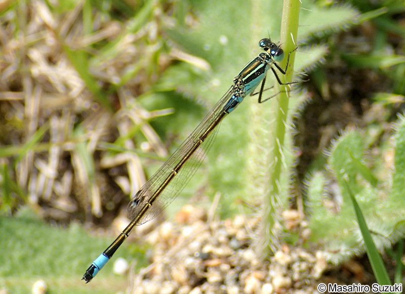 アオモンイトトンボ Ischnura senegalensis