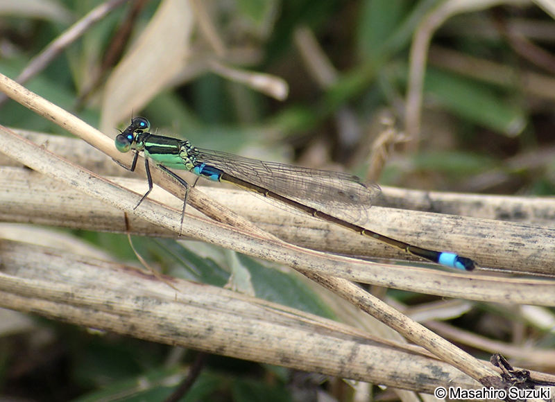 アオモンイトトンボ Ischnura senegalensis