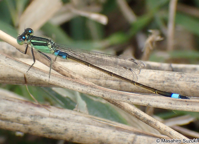 アオモンイトトンボ Ischnura senegalensis