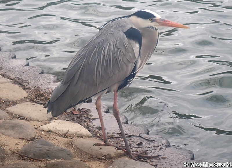 アオサギ Ardea cinerea