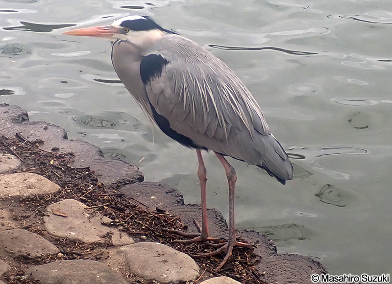 アオサギ Ardea cinerea