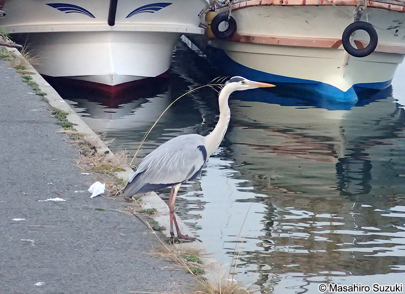 アオサギ Ardea cinerea