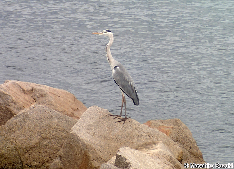 アオサギ Ardea cinerea