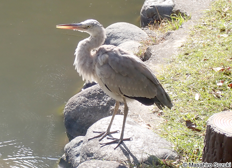 アオサギ Ardea cinerea