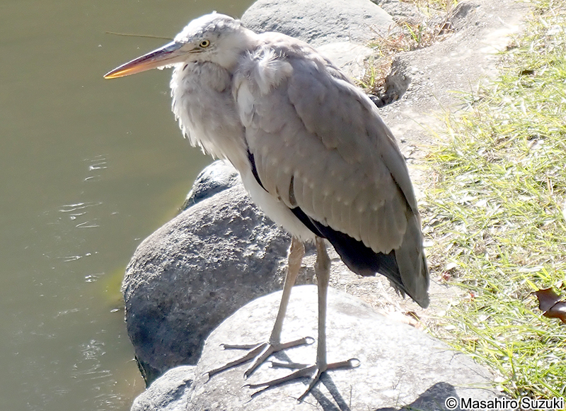 アオサギ Ardea cinerea