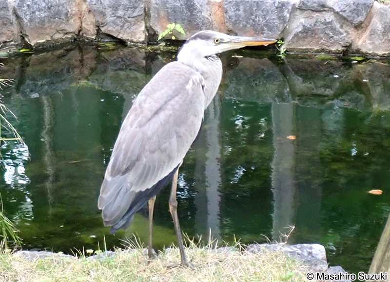 アオサギ Ardea cinerea