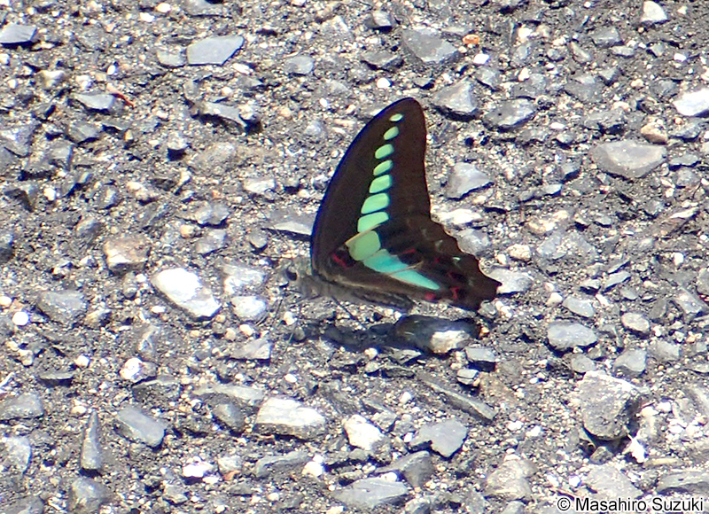 アオスジアゲハ Graphium sarpedon