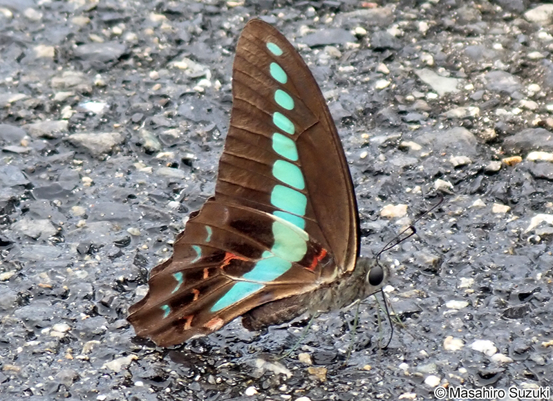 アオスジアゲハ Graphium sarpedon