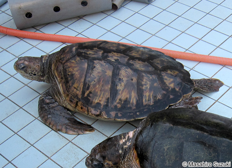 アオウミガメ Chelonia mydas