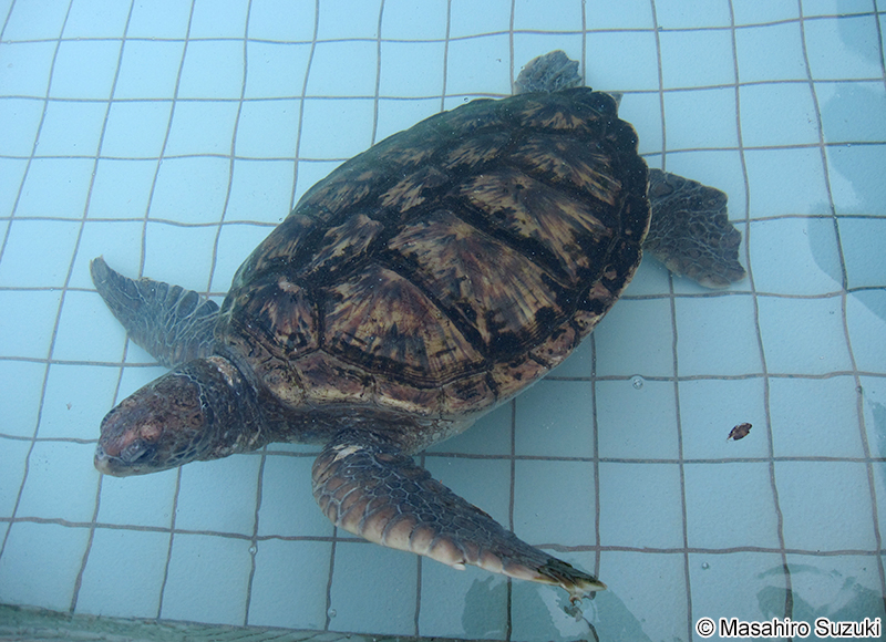 アオウミガメ Chelonia mydas