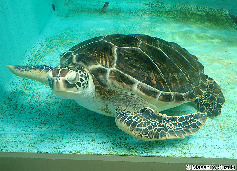 アオウミガメ Chelonia mydas