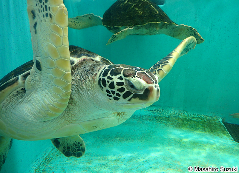 アオウミガメ Chelonia mydas