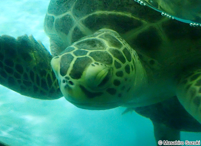 アオウミガメ Chelonia mydas