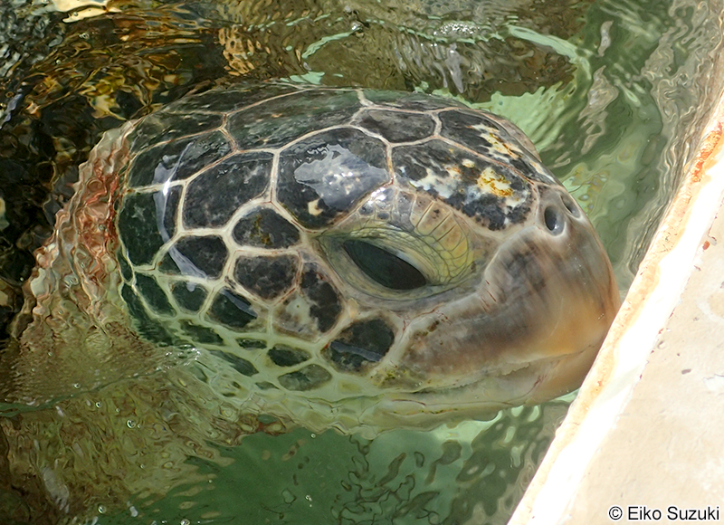 アオウミガメ Chelonia mydas