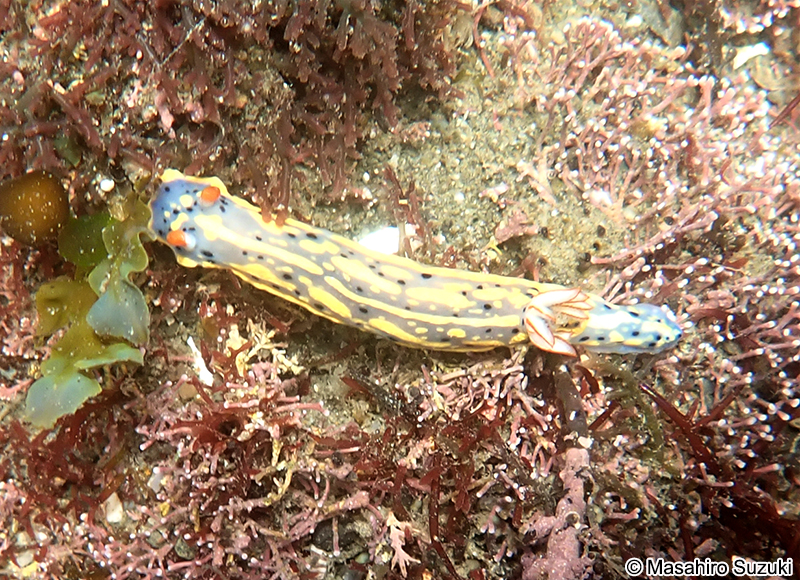 アオウミウシ Hypselodoris festiva