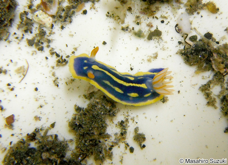 アオウミウシ Hypselodoris festiva