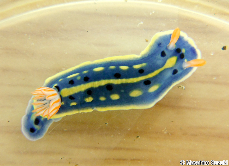 アオウミウシ Hypselodoris festiva