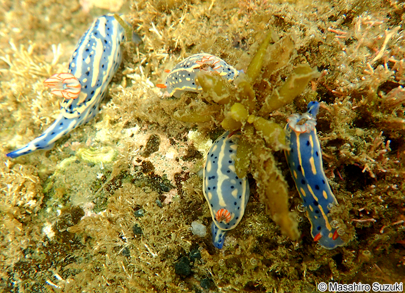 アオウミウシ Hypselodoris festiva