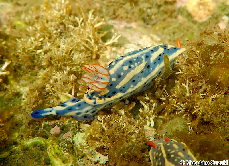 アオウミウシ Hypselodoris festiva