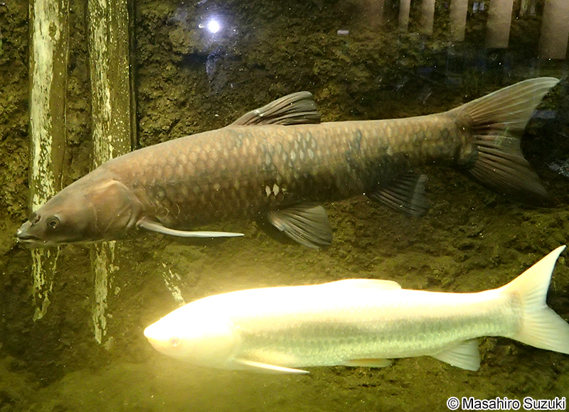 アオウオ Mylopharyngodon piceus