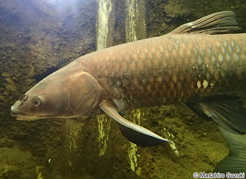 アオウオ Mylopharyngodon piceus