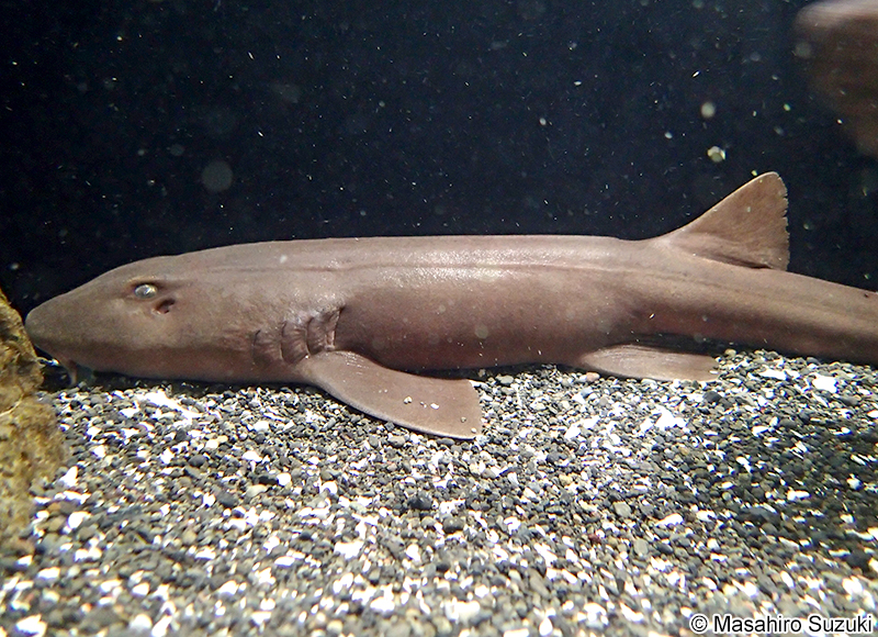 アラビアンカーペットシャーク Chiloscyllium arabicum