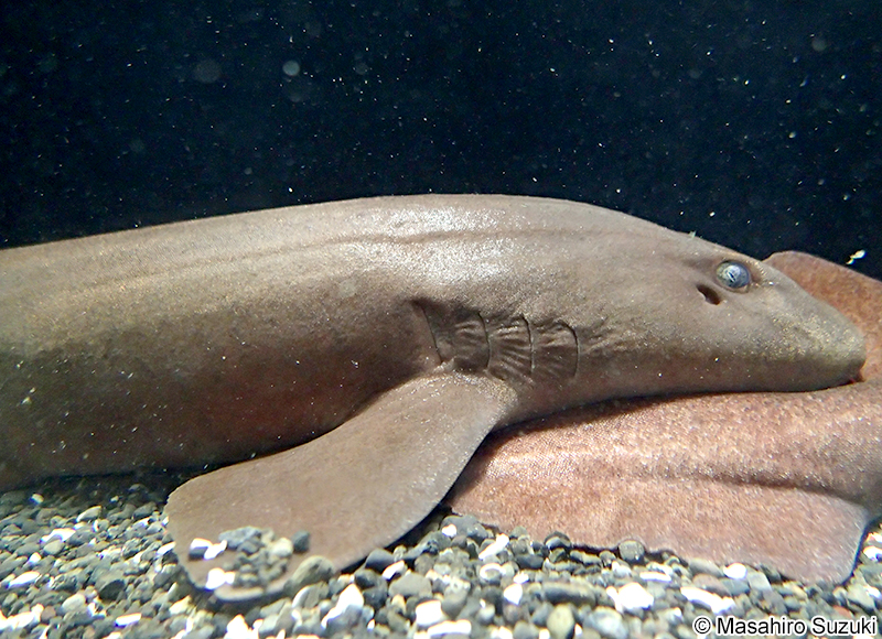 アラビアンカーペットシャーク Chiloscyllium arabicum