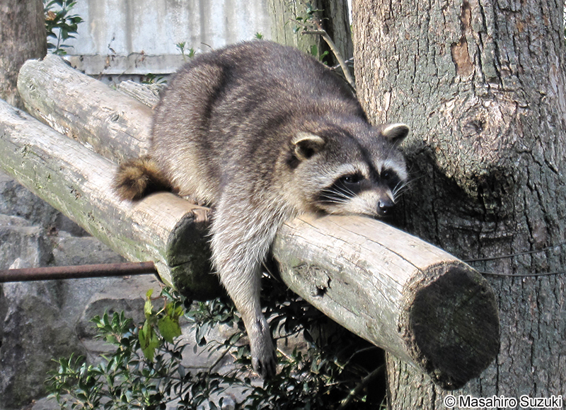 アライグマ Procyon lotor