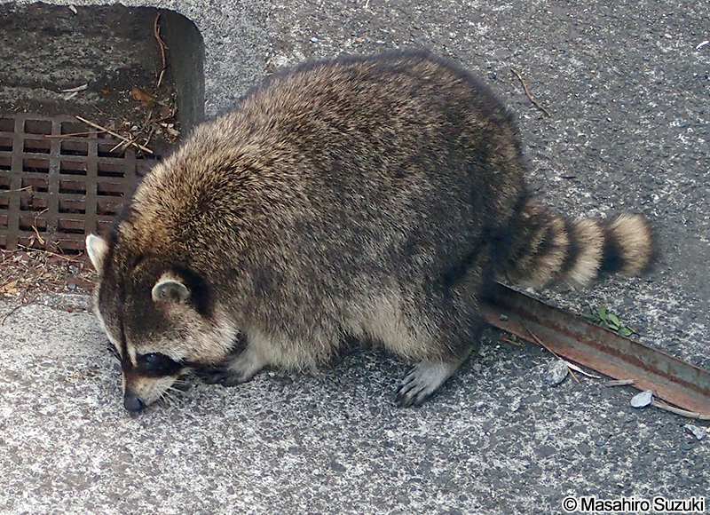 アライグマ Procyon lotor